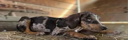 Catahoula Leopard Dog dogs for sale: Tigger 2026 Male 1 - Ad 8
