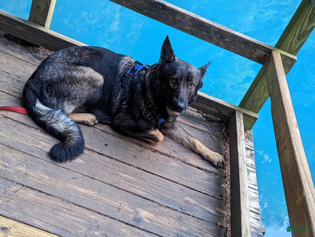 German Shepherd dogs for sale: German Shepherd Puppy 1 - Ad 6