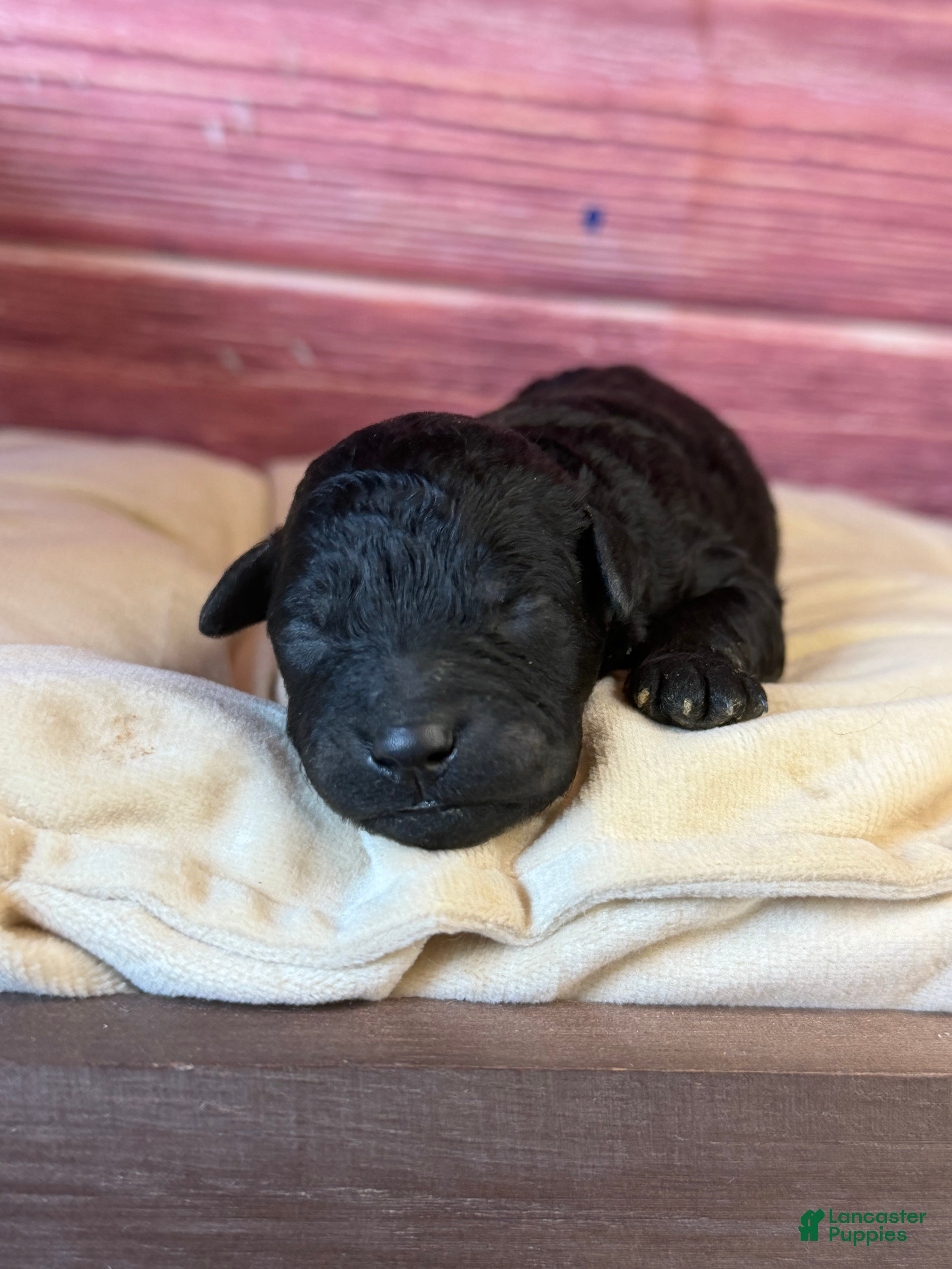 Toy Poodle dogs Bruno - Ad 1