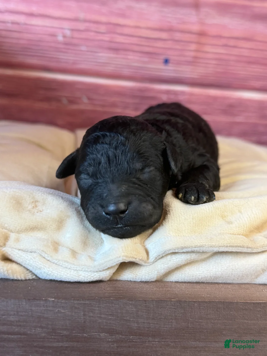 Toy Poodle dogs for sale: Bruno - Ad 1
