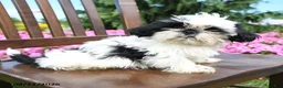 Shih Tzu dogs for sale: Aspen - Ad 3