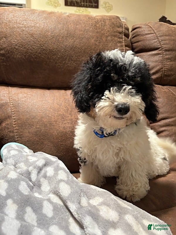 Cavapoochon dogs Alex - Ad 1