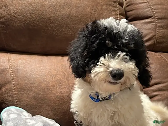 Cavapoochon dogs for sale: Alex - Ad 1