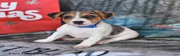 Jack Russell Terrier dogs for sale: Heidi - Ad 1