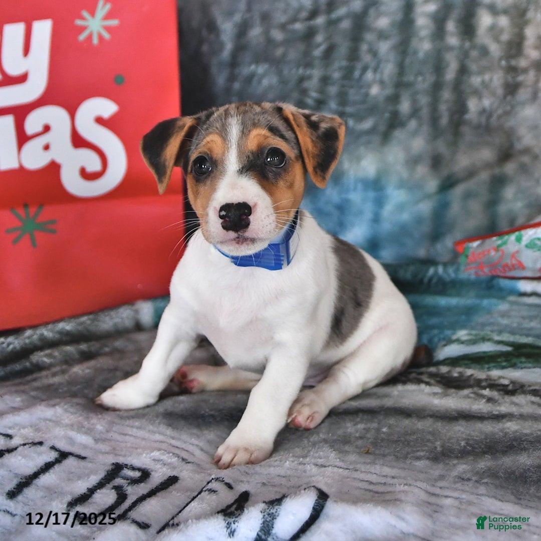 Jack Russell Terrier dogs for sale: Heidi - Ad 1