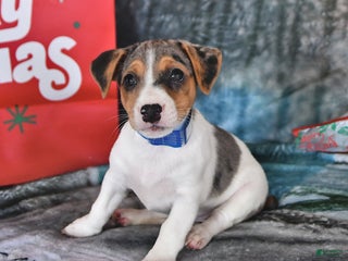 Jack Russell Terrier dogs Heidi - Ad 1