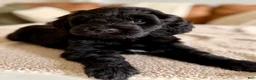 Goldendoodle dogs for sale: Thumper  - Ad 13