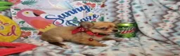 Chihuahua dogs for sale: Express Yourself (LH) male - Ad 5