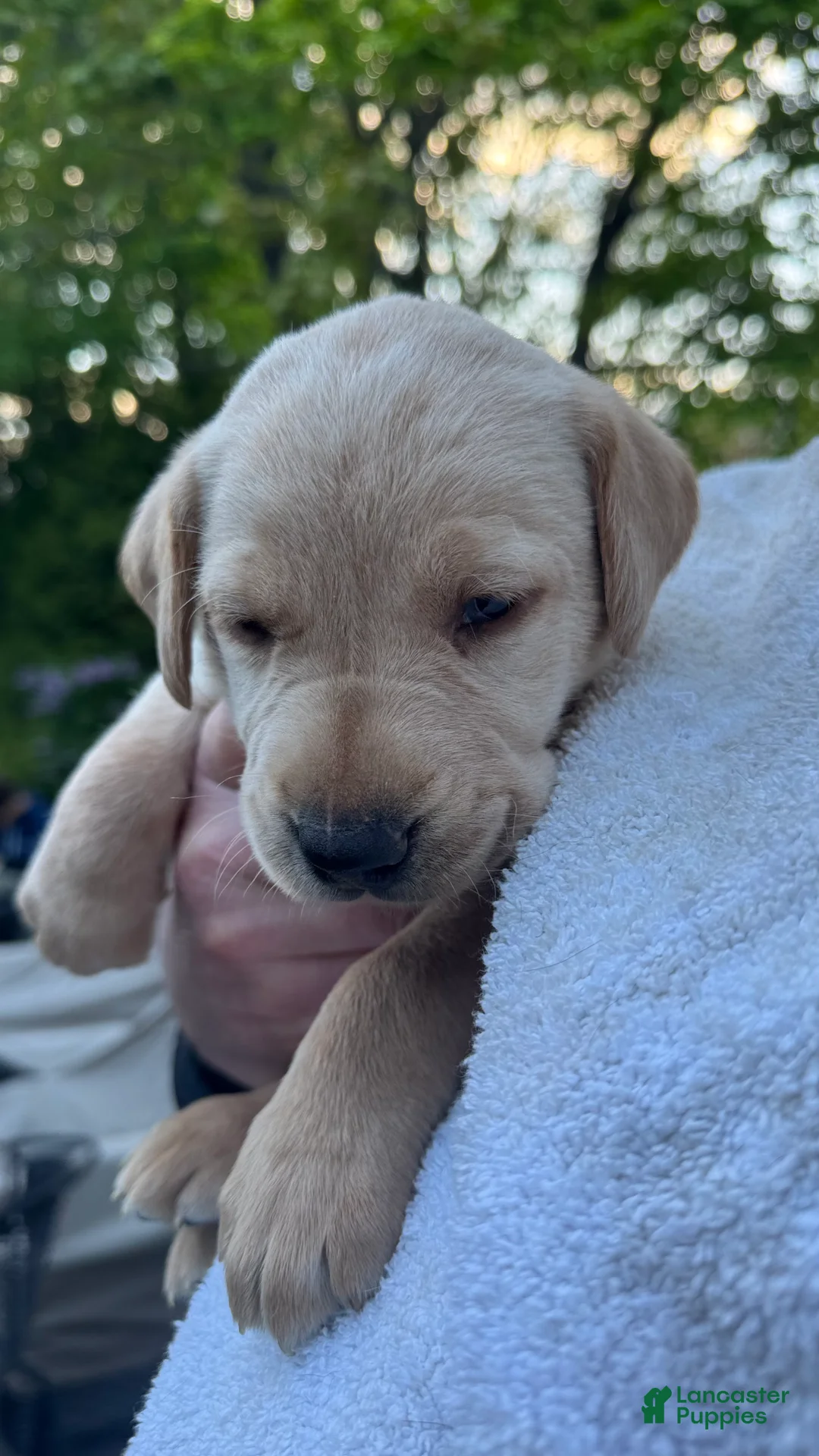 Labrador Retriever dogs for sale: Labrador Retriever Puppy 4 - Yellow - MALE - Ad 1