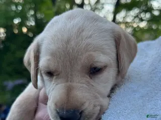 Labrador Retriever dogs for sale: Labrador Retriever Puppy 4 - Yellow - MALE - Ad 2