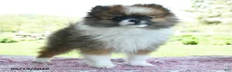 Pomeranian dogs for sale: Pam - Ad 2