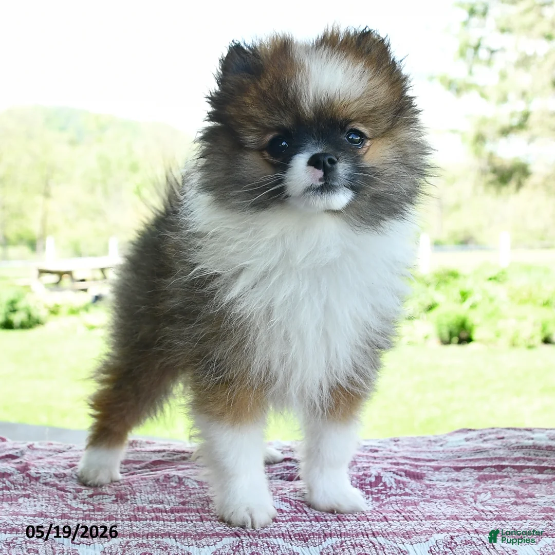 Pomeranian dogs for sale: Pam - Ad 2