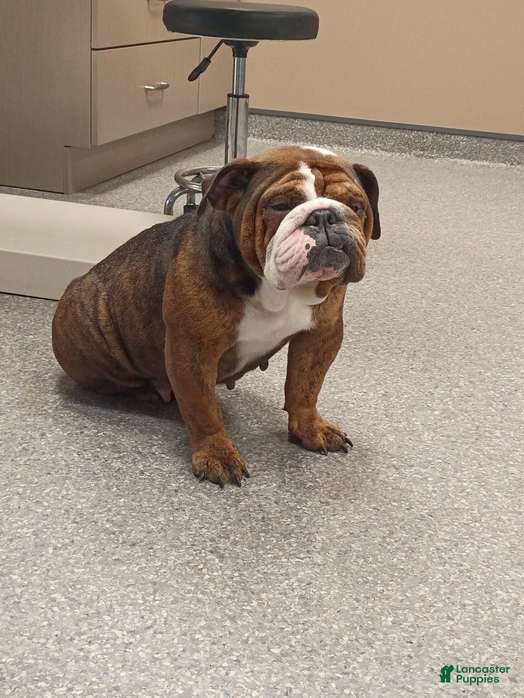 English Bulldog dogs for sale: Mila - Ad 3