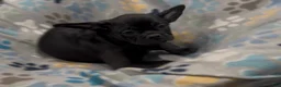 Frug dogs for sale: Ace - Ad 4