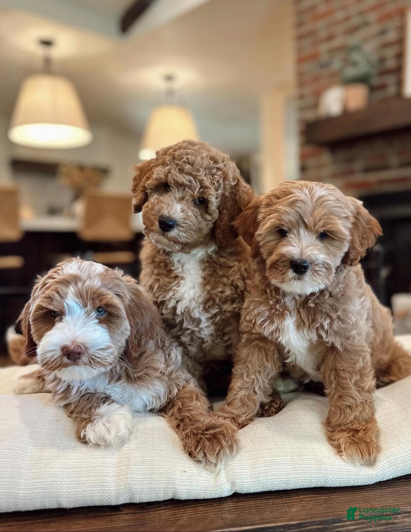 Goldendoodle dogs Goldendoodle 1 - Ad 40