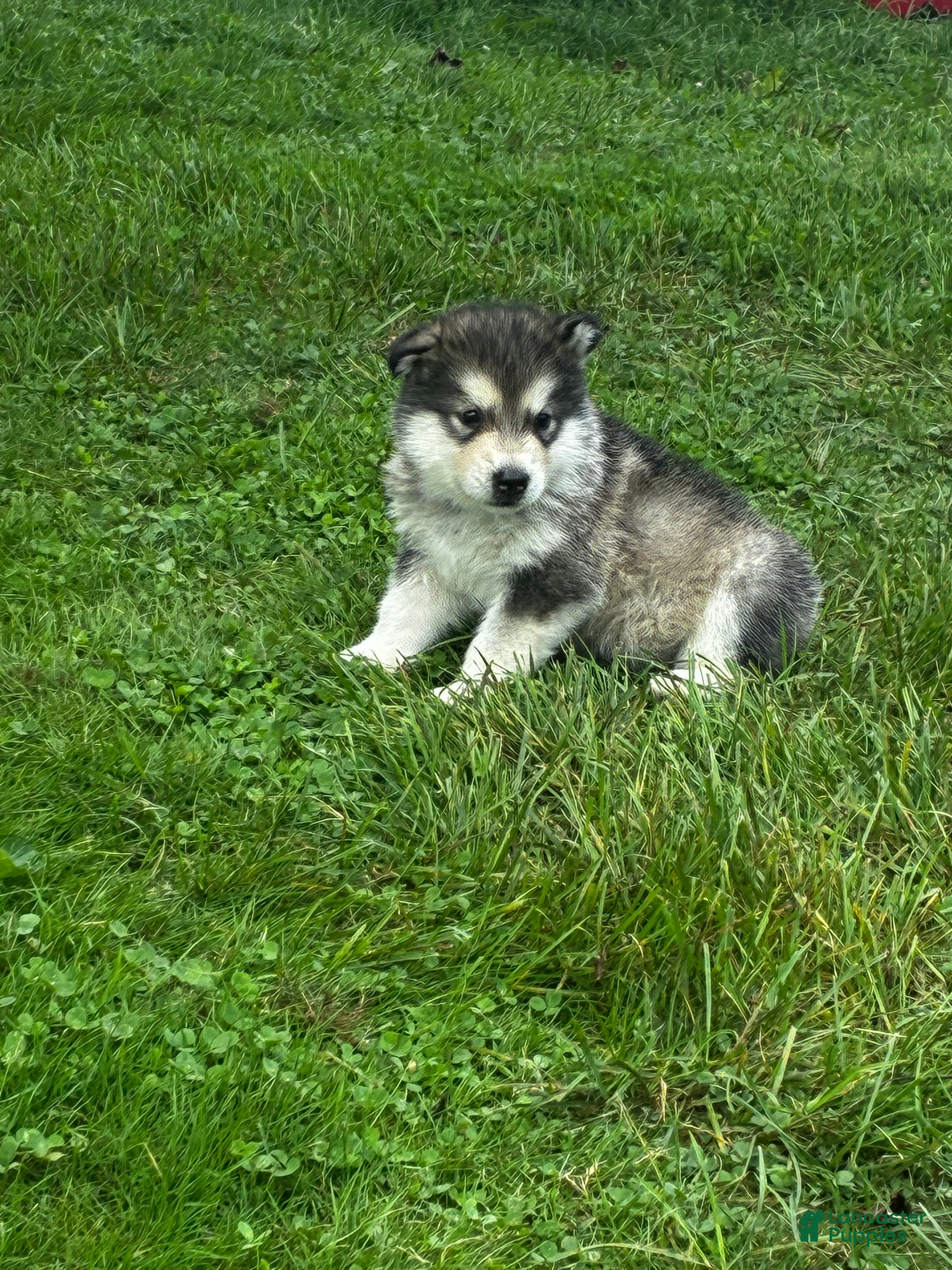 Alaskan Malamute dogs Reggie 🔵 - Ad 2
