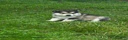 Alaskan Malamute dogs for sale: Reggie 🔵 - Ad 2