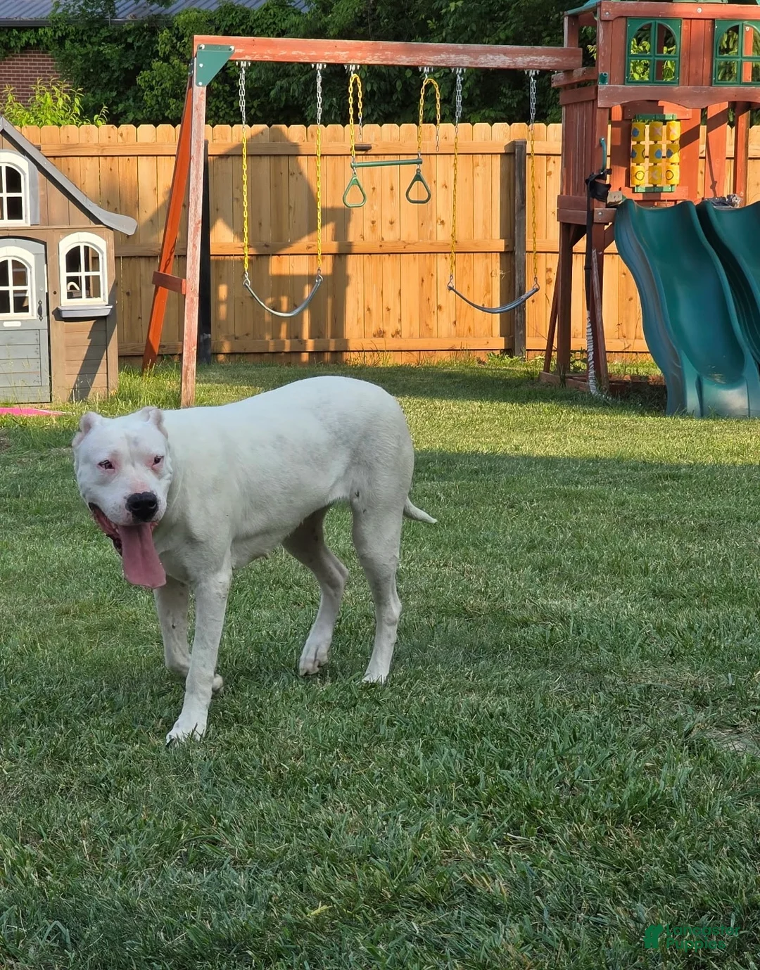 Mixed Breed dogs for sale: Joe Biden - Ad 2