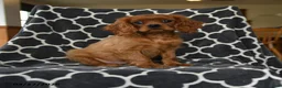 Cavalier King Charles Spaniel dogs for sale: Rocket - Ad 1