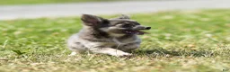 Chihuahua dogs for sale: Waylon Chihuahua Puppy  - Ad 1