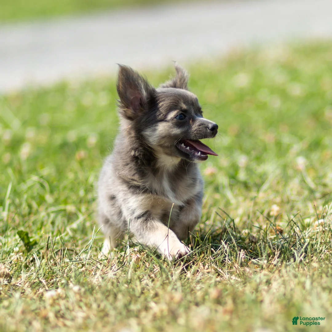 Chihuahua dogs for sale: Waylon Chihuahua Puppy  - Ad 1