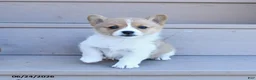 Welsh Corgi Pembroke dogs for sale: Pearl - Ad 4
