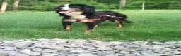 Bernedoodle dogs for sale: Blake - Ad 7