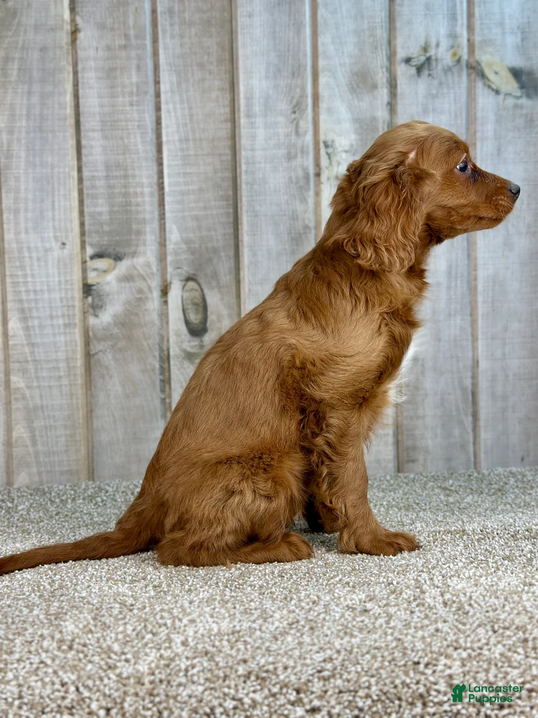 Cavapoo dogs for sale: Girl Dakota - 4939 - Ad 3