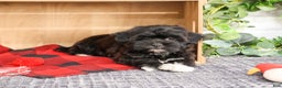 Shihpoo dogs for sale: Joey - Ad 5