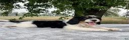 Bernedoodle dogs for sale: Austin - Ad 3
