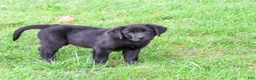 Labrador Retriever dogs for sale: Estelle - Ad 5