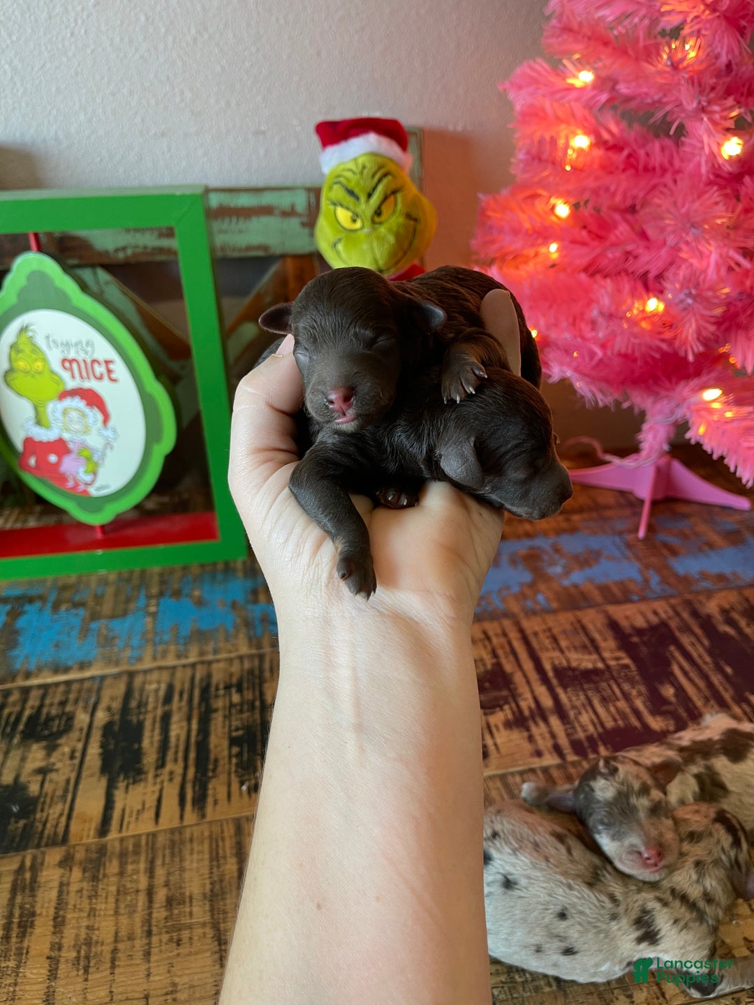 Miniature Poodle dogs for sale: Akc Clear Chocolate Merle Phantom Boy 1 - Ad 3