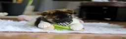 Akita dogs for sale: Jewel - Ad 7