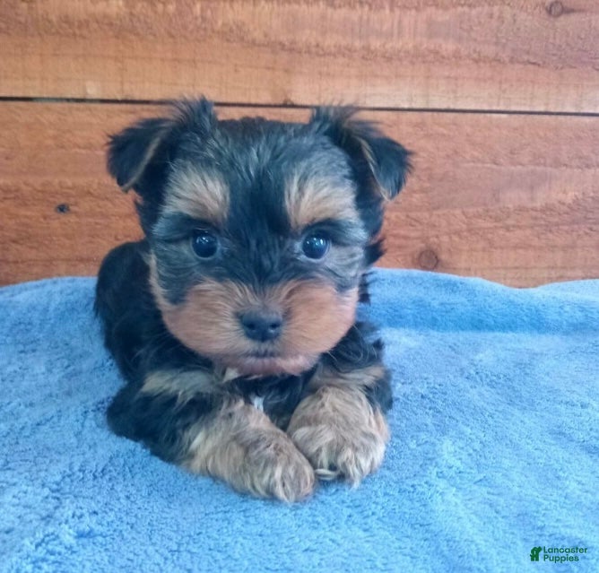 Yorkshire Terrier dogs Riley - Ad 2