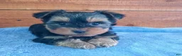 Yorkshire Terrier dogs for sale: Riley - Ad 2