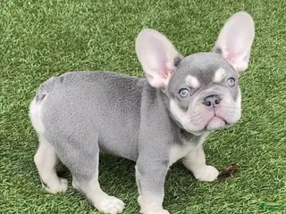 French Bulldog dogs Pepper Our Lilac Tan Frenchie Boy - Ad 25
