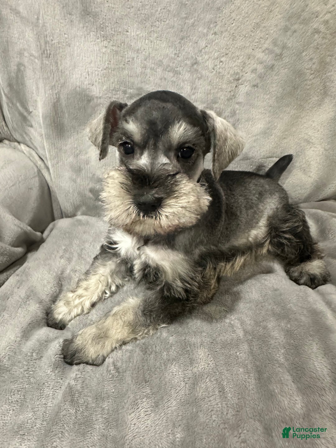 Miniature Schnauzer dogs for sale: Brutus - Ad 3