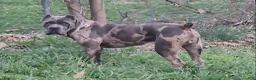 Cane Corso dogs for stud: BLUE MERLE STUD - Ad 3