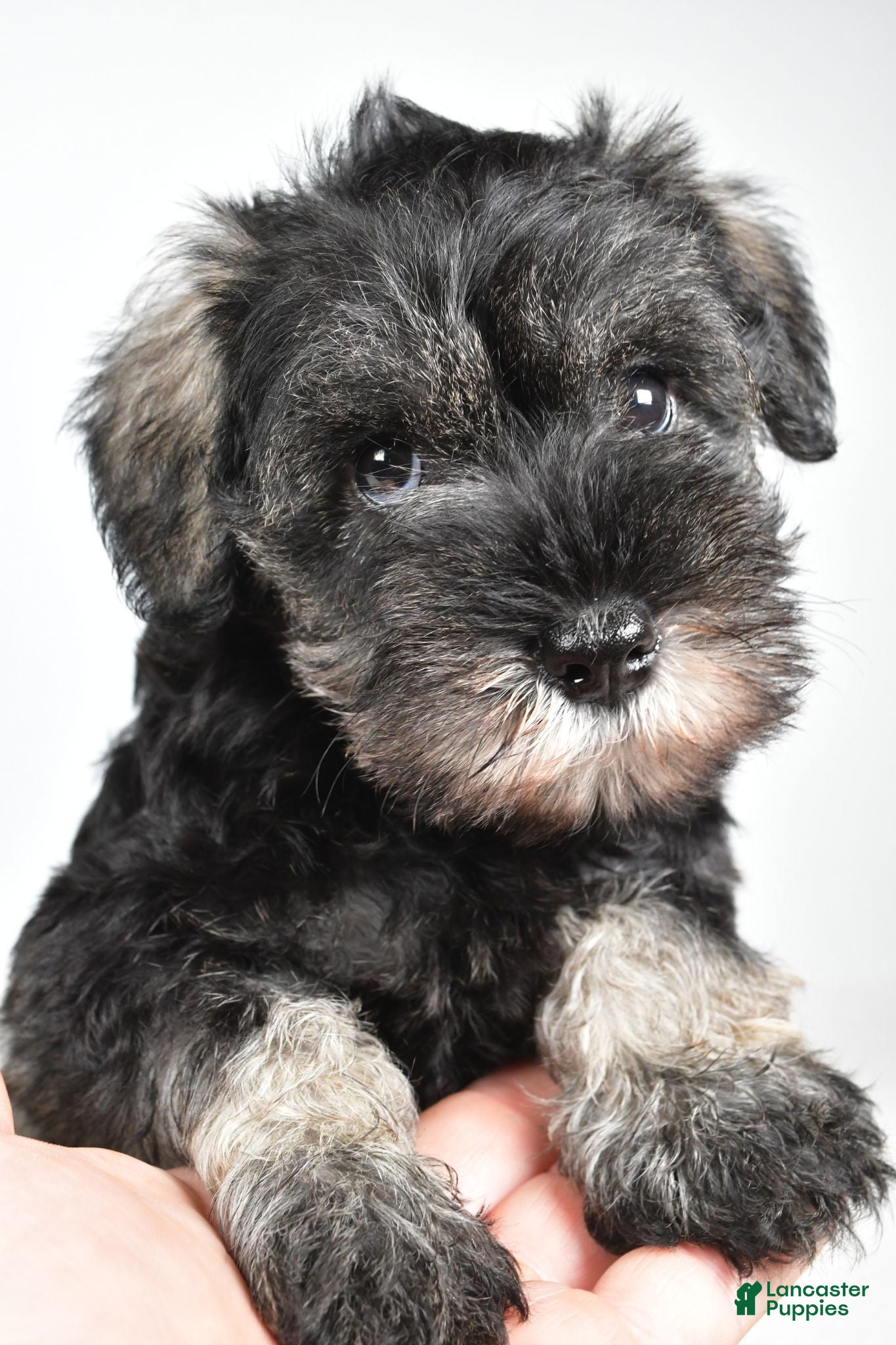 Miniature Schnauzer dogs Macy - Ad 2