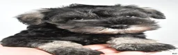 Miniature Schnauzer dogs for sale: Macy - Ad 2