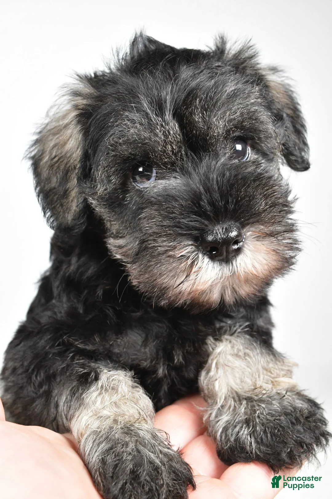 Miniature Schnauzer dogs for sale: Macy - Ad 2