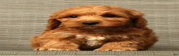 Cockapoo dogs for sale: Asher - Ad 7