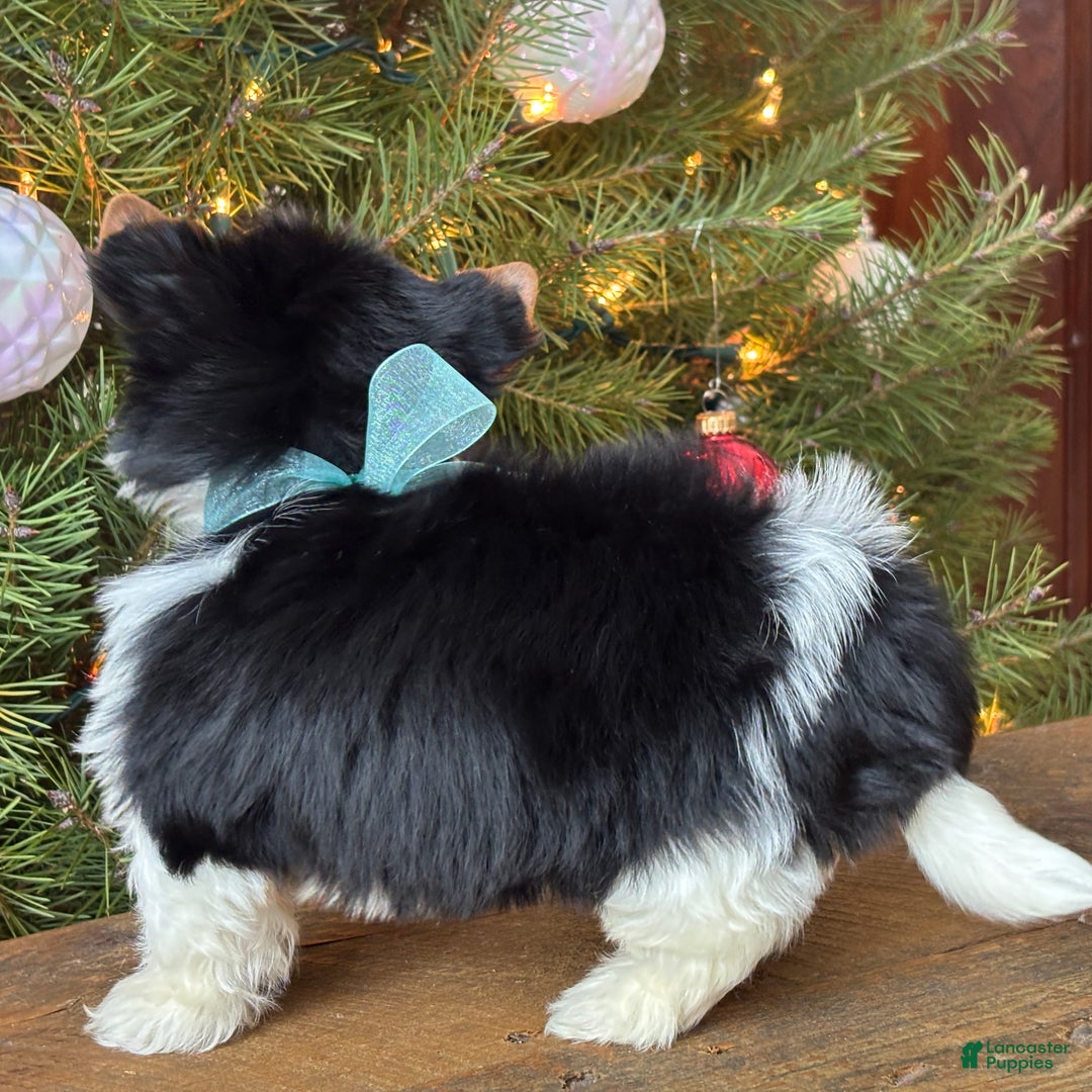 Mixed Breed dogs for sale: Blossom - Ad 6