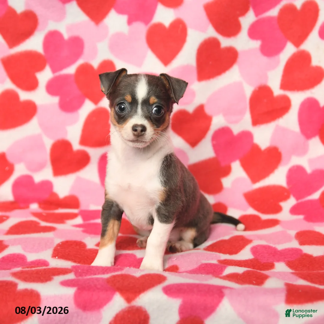 Chihuahua dogs for sale: Precious - Ad 1