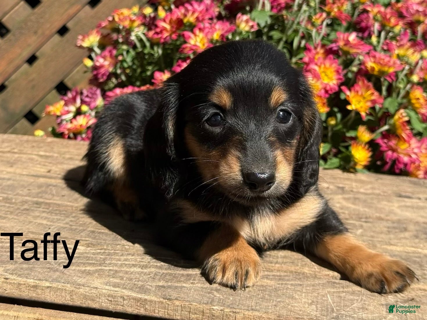 Miniature Dachshund dogs for sale: Taffy - Ad 2