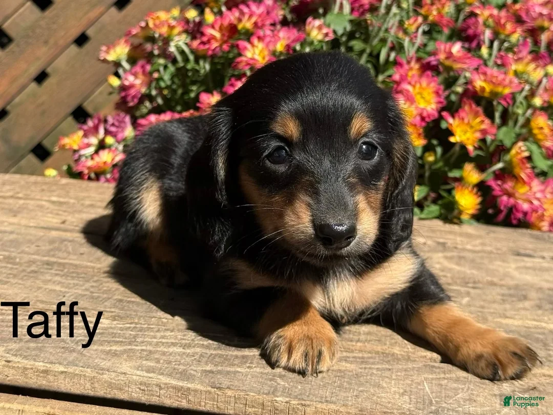Miniature Dachshund dogs for sale: Taffy - Ad 1