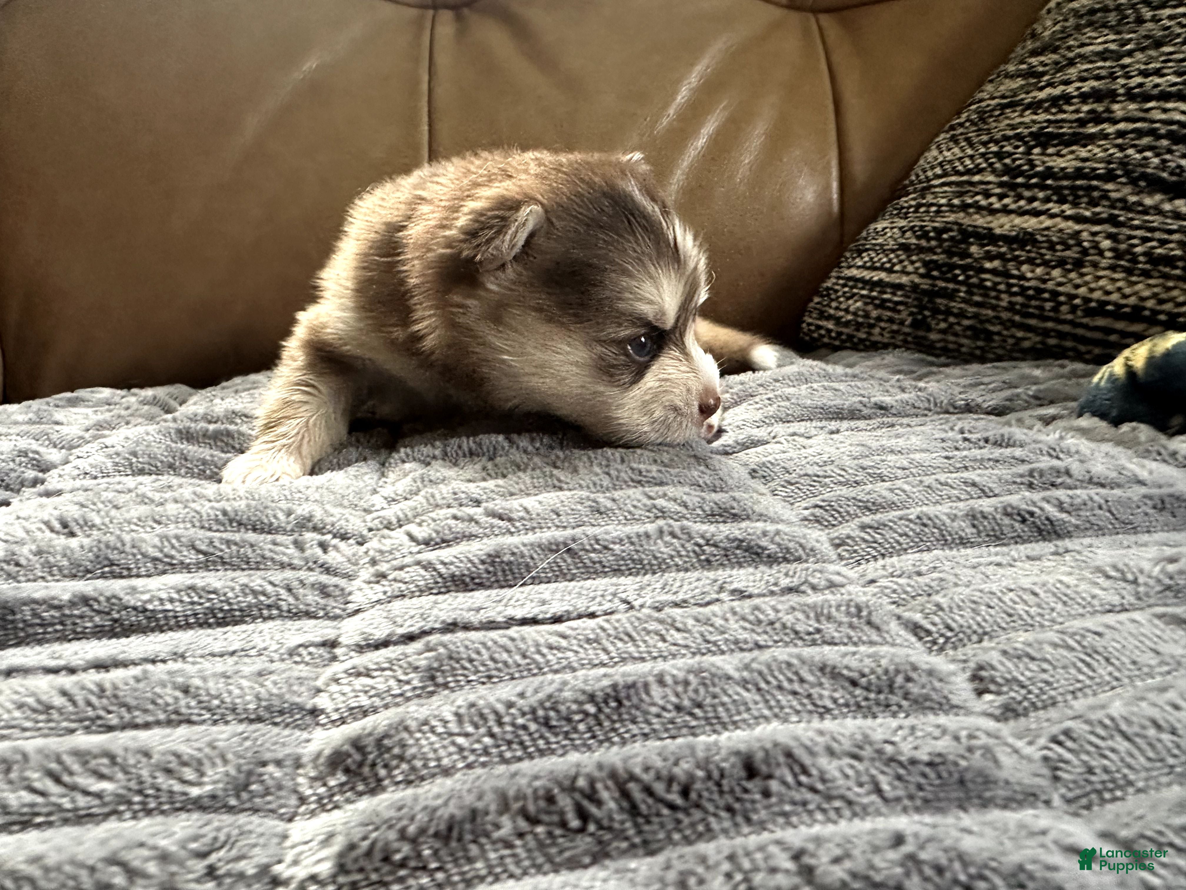 Mixed Breed dogs Red Girl - Ad 2
