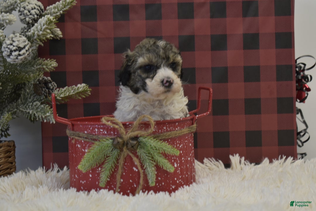 Miniature Poodle dogs for sale: Maverik - Ad 9