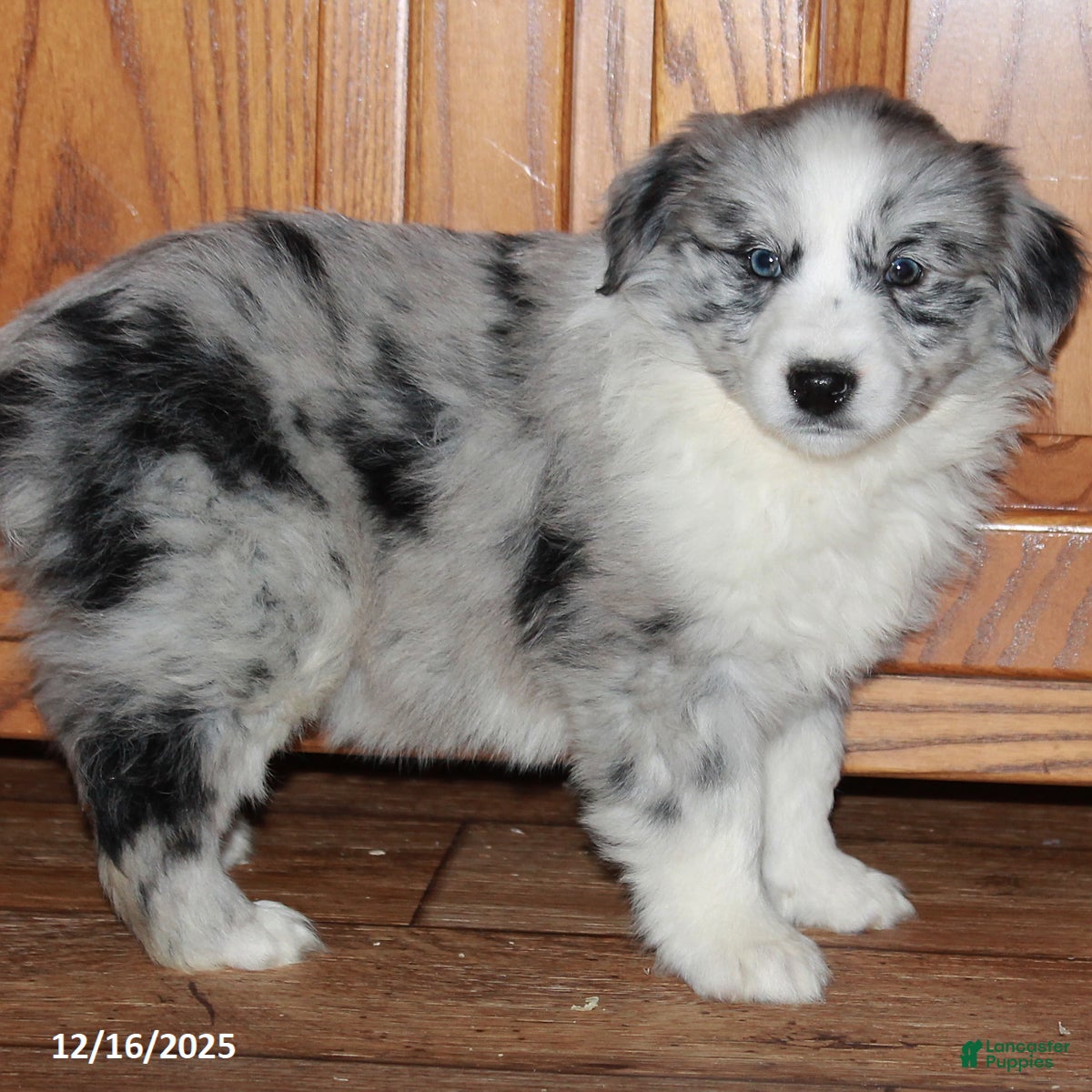 Australian Shepherd dogs Cathy - Ad 19