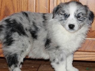 Australian Shepherd dogs Cathy - Ad 24